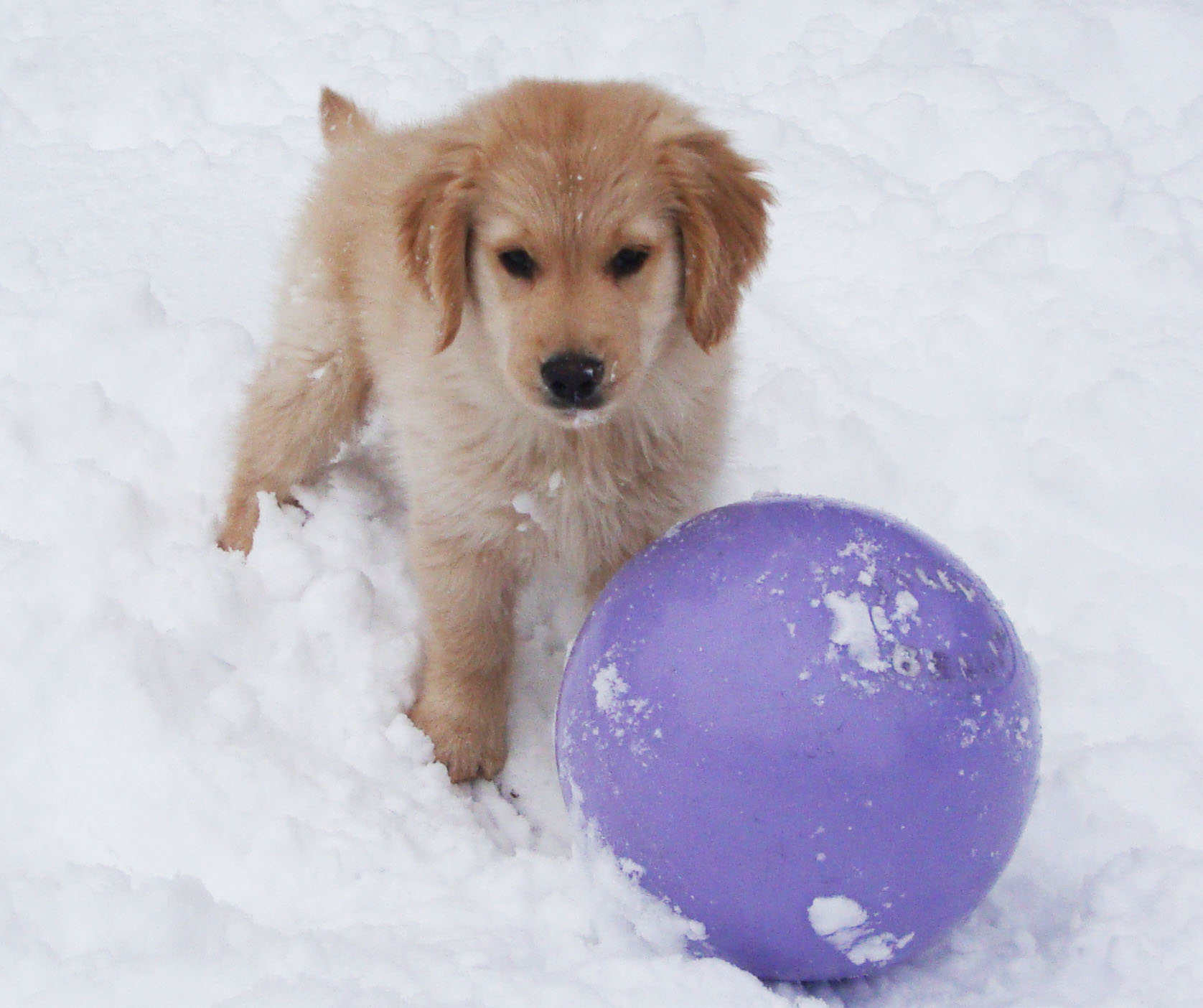 Minneapolis Dog Training