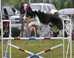 Backyard Agility - Dog Training Class in RI — Courteous Canine