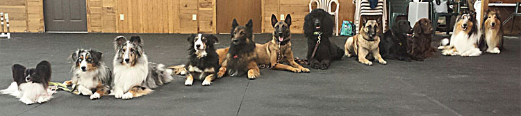 Minneapolis Dog Training